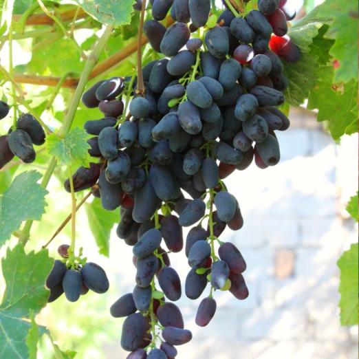 Rote Tafeltraube<br>Datteltraube